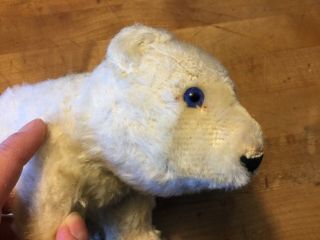 Vintage Antique Steiff Polar Bear White Mohair 6” Tall No ID 4