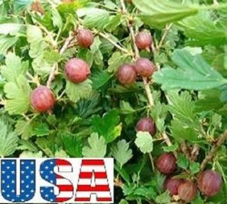 Usa Seller Red Pixwell Gooseberry 15 - 100 Seeds (tree Of Antiquity)