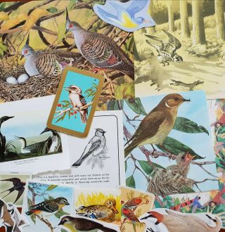 Vintage Paper Birds Bird Theme 16 Pictures Ephemera For Art Craft Cards Collage