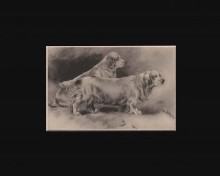 Antique Clumber Spaniel Dogs Print By Arthur Wardle 1897 Matted 8x10