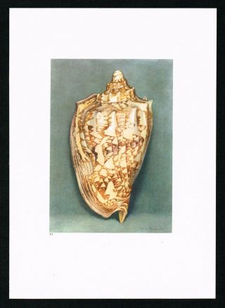 Predatory Sea Snail,  Mollusk Shell Marine Gastropod - 1936 Antique Litho Print