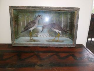 Antique Taxidermy Shorebirds Diorama Box W/ Hand Painted Background 1800s