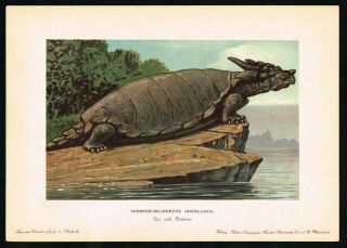 1900 Extinct Prehistoric Meiolania Basal Turtle Tortoise - Antique Print F.  John