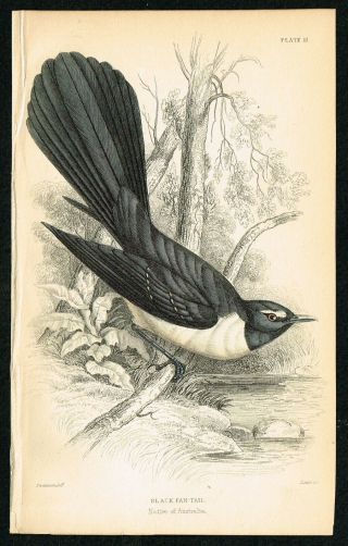 1840 Black Fantail Bird,  Antique Hand - Colored Engraving,  Lizars