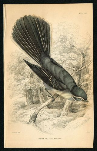 1840 White - Shafted Fan Tailed Bird,  Hand - Colored Antique Engraving Print