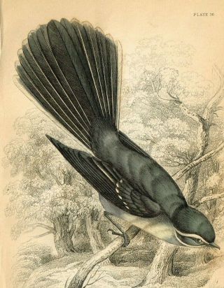 1840 White - Shafted Fan Tailed Bird,  Hand - Colored Antique Engraving Print 2