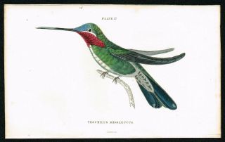 1833 White - Striped Hummingbird Colibri,  Hand - Colored Antique Engraving Print