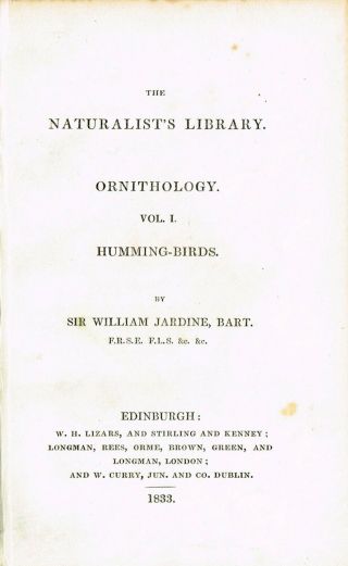 1833 White - Striped Hummingbird Colibri,  Hand - Colored Antique Engraving Print 2