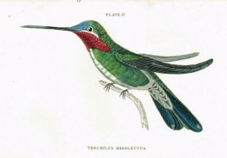 1833 White - Striped Hummingbird Colibri,  Hand - Colored Antique Engraving Print 3
