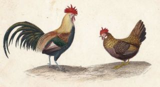 1833 Antique Bird Engravings - Cockerell & Chicken - Rene Lesson