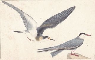 1833 Antique Bird Engravings - Common Tern & L 
