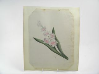 Antique 19th Century Watercolour Painting Still Life Botanical Flower Study