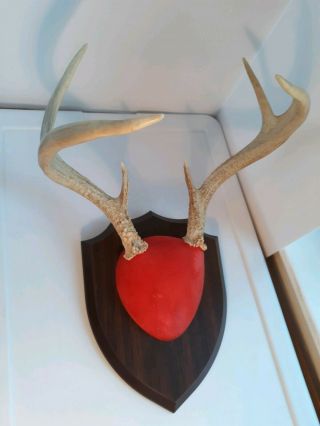 Deer Antlers Mounted Taxidermy - Great For Decorators,  Lodges Or Bars Deer Horns