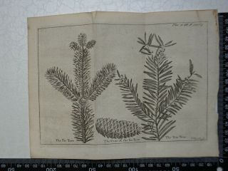 1776 - Fir Tree,  Fir Tree Cone & Yew Tree Engraving,  Pluche,  Spectacle Of Nature