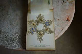 Antique 1918 Jerusalem Pressed Flowers & Views Holy Land Book Olive Wood Cover 5