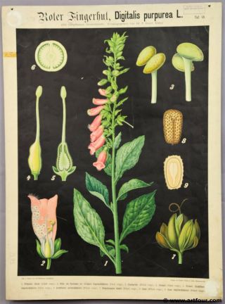 Antique Botanical Wall Chart Ca.  1900 Lady Glove Digitalis Purpurea Lilac