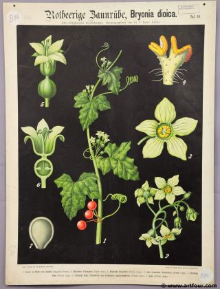 Antique Botanical Wall Chart Red Bryony Bryonia Dioica