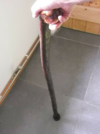 Blackthorn Walking Stick Large Shillelagh Root Knob Comfortable A Beauty