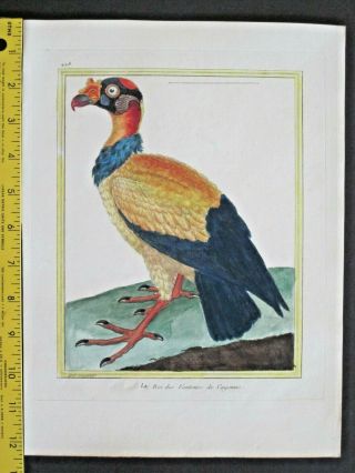 King Vulture,  Le Roi Des Vautours De Cayenne,  Buffon,  Histoire Naturelle,  1765 - 83