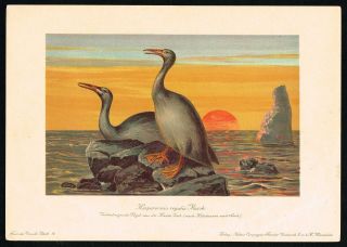 Extinct Prehistoric Aquatic Bird Hesperornis - 1900 Antique Print - Scarce
