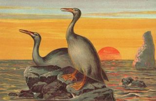 Extinct Prehistoric Aquatic Bird Hesperornis - 1900 Antique Print - Scarce 2
