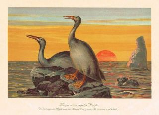 Extinct Prehistoric Aquatic Bird Hesperornis - 1900 Antique Print - Scarce 3