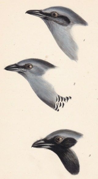 1838 Antique Lithograph - Three Shrikes - Birds Of Australia - Elizabeth Gould