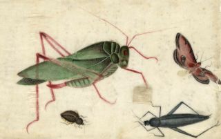 Antique 19th - Century Chinese Pith Painting,  Grasshopper,  Cricket & Moth Insects