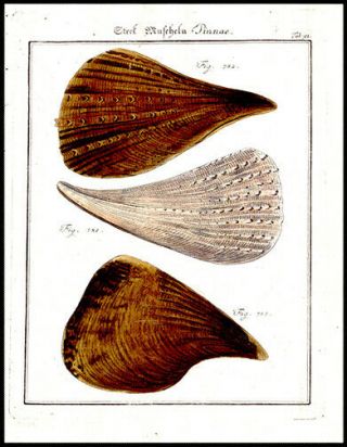 Antiqu Mollusk Print 1785 Friedrich Martini Copper Plate Engraving Oceanography