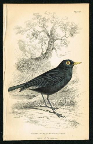 1840 White - Winged Water Chat Bird,  Hand - Colored Antique Engraving Print - Lizars
