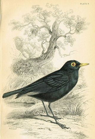 1840 White - winged Water Chat Bird,  Hand - Colored Antique Engraving Print - Lizars 2