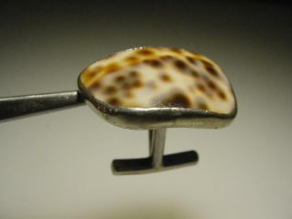 Vintage Hand Made Silver Tiger Cowrie Shell Gem Stone Of Sea Cuff Links Signed 5