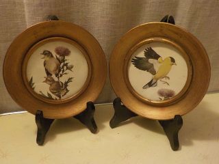 2 Antique Yellow Finch Thistle Prints In Round Wood Frames Painted Gold W Glass