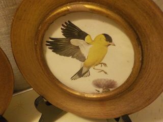 2 Antique Yellow Finch Thistle Prints in Round Wood Frames Painted Gold w Glass 2