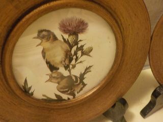 2 Antique Yellow Finch Thistle Prints in Round Wood Frames Painted Gold w Glass 3