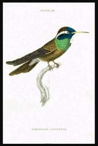 1833 White - Eared Hummingbird,  Hand - Colored Antique Engraving Print - Lizars