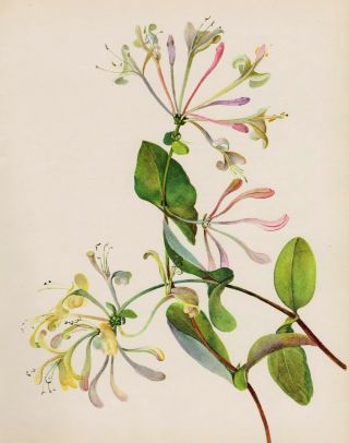 Vintage Botanical Honeysuckle Print White Flower Gallery Wall Art Shrub 2846