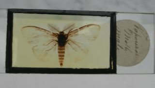 Outstanding Antique Vintage Microscope Slide Entomology Whole Specimen Of A Moth