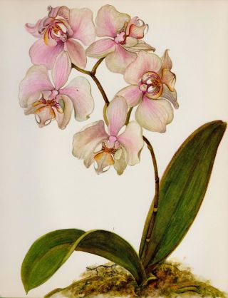 Antique Botanical Orchid Print Pink Flower Gallery Wall Art Phalaenopsis 2933