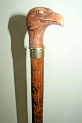 Eagle Head Collector Walking Stick Elegant Animal Bird Top Cane Wood Shaft 36 "