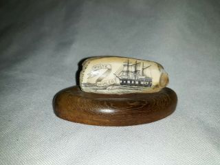 Whales Tooth Scrimshaw Mystic Whaler