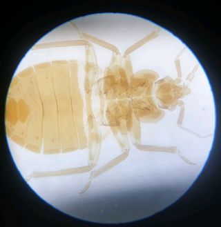 Fine Antique Microscope Slide " House Bug ".  By J.  B.  Howard