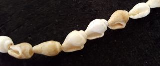 Sea Shell Vintage Art Deco Antique Necklace