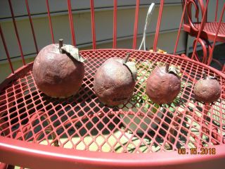 Primitive Rustic Country Red Apple Stone Look - A - Like Set Of 4