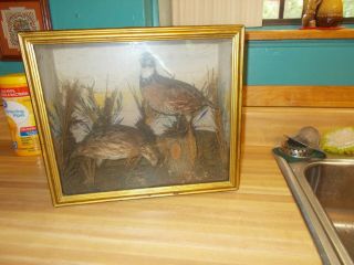 Antique Mounted Quail Taxidermy Birds & Display