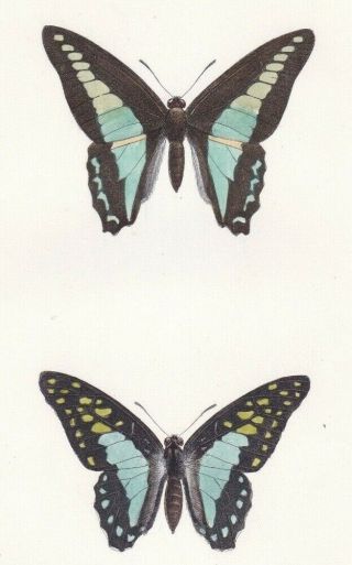 1835 Fine Antique Engraving - Exotic Swallowtail Butterflies - Hippolyte Lucas