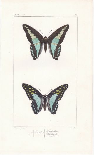 1835 Fine Antique Engraving - Exotic Swallowtail Butterflies - Hippolyte Lucas 2