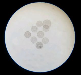 Fine Antique Microscope Slide Diatoms " Arachnaidiscus Japonicus " By Topping
