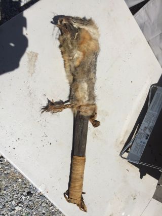 Antique Native American Ceremonial Burial Stick Fox Skull 13” L
