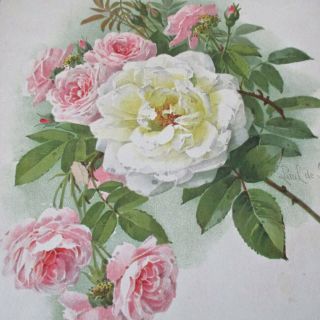 Antique 1907 Chromolithograph White,  Pink Roses 15 " X10 " Signed Paul De Longpre